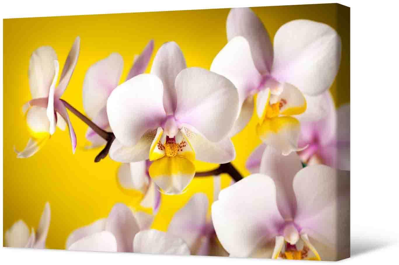 Obrazek Fotoobraz - piękne kwiaty na żółtym tle