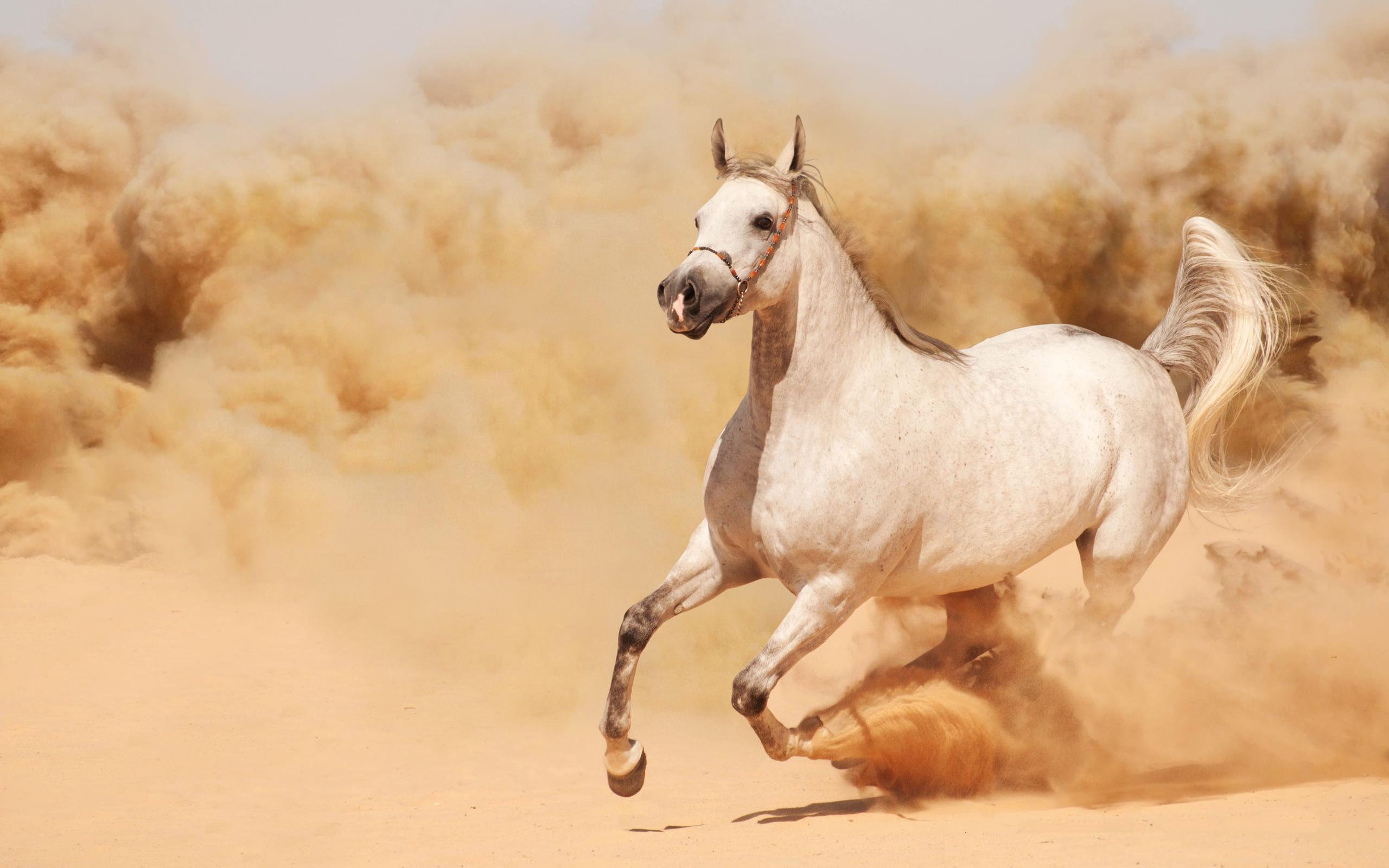 Картинка  Фотокартина - красивая лошадь скачет  3