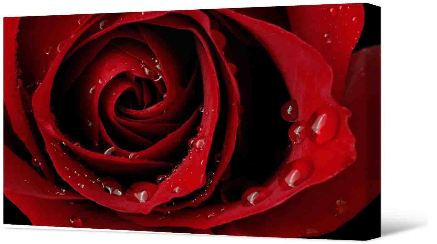 Bilde Fotoattēlā - skaista sarkana roze