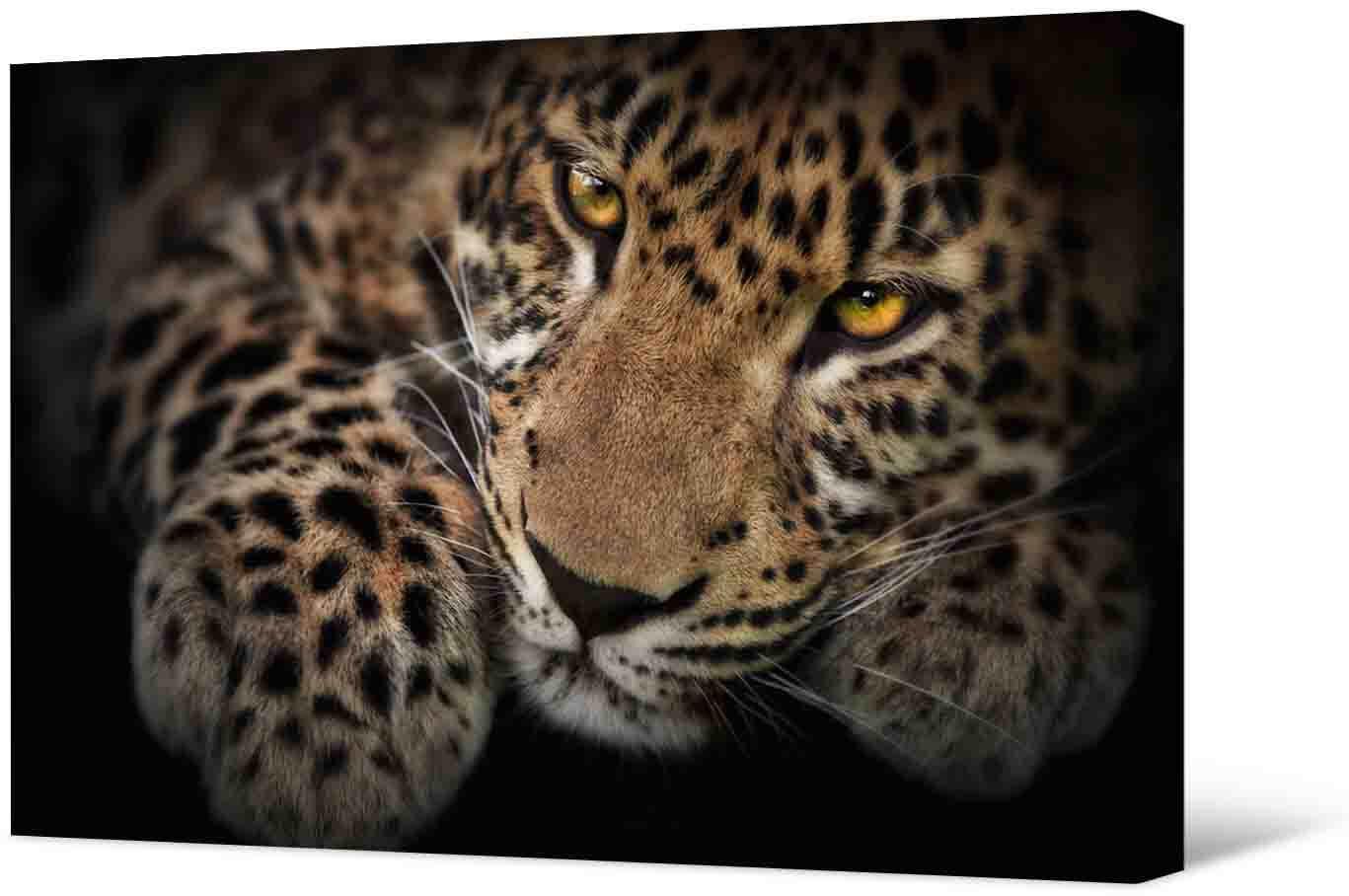 Paveikslėlis Nuotrauka - puikus jaguaras