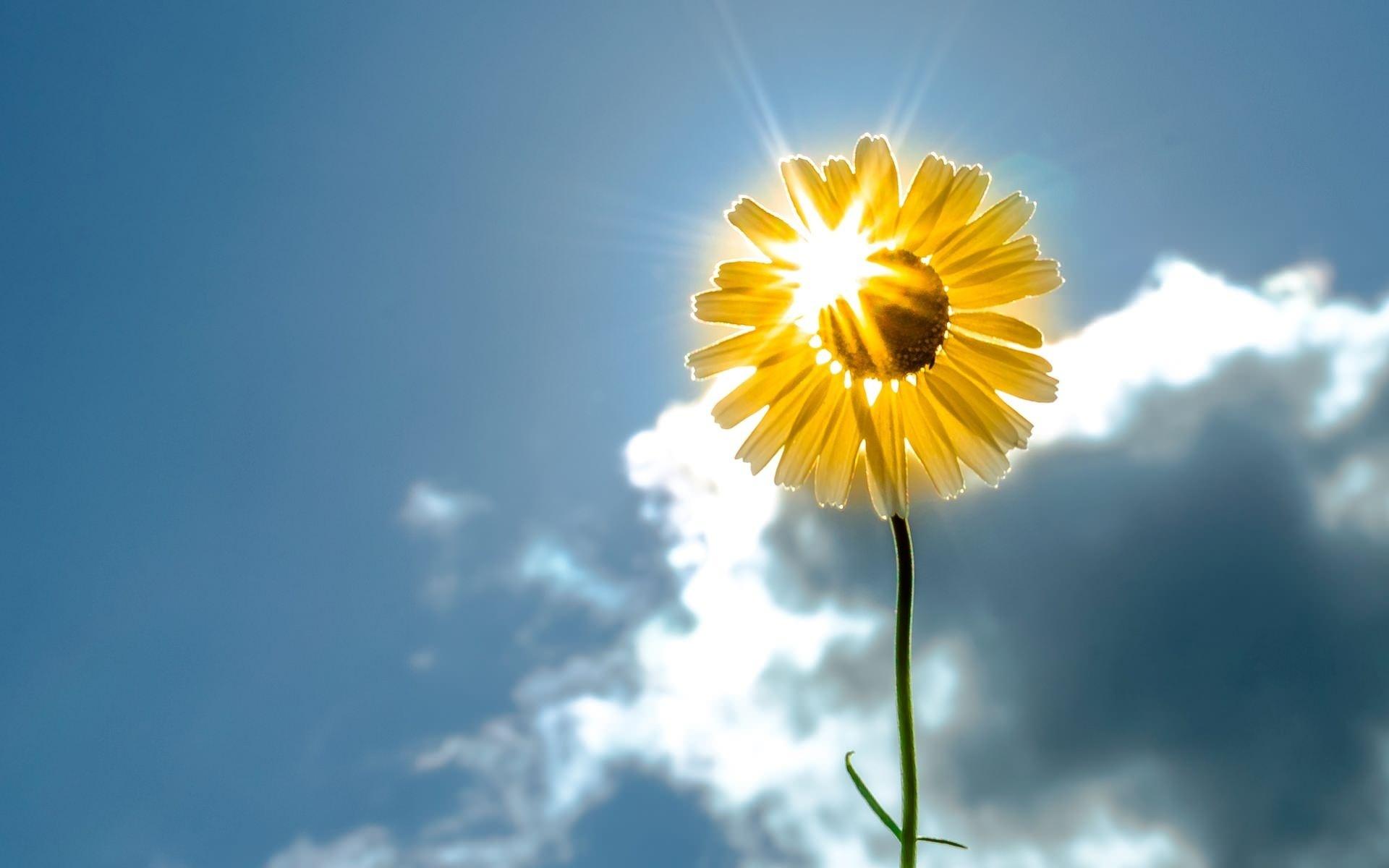 Paveikslėlis Nuotrauka - geltona gėlė saulės fone 3
