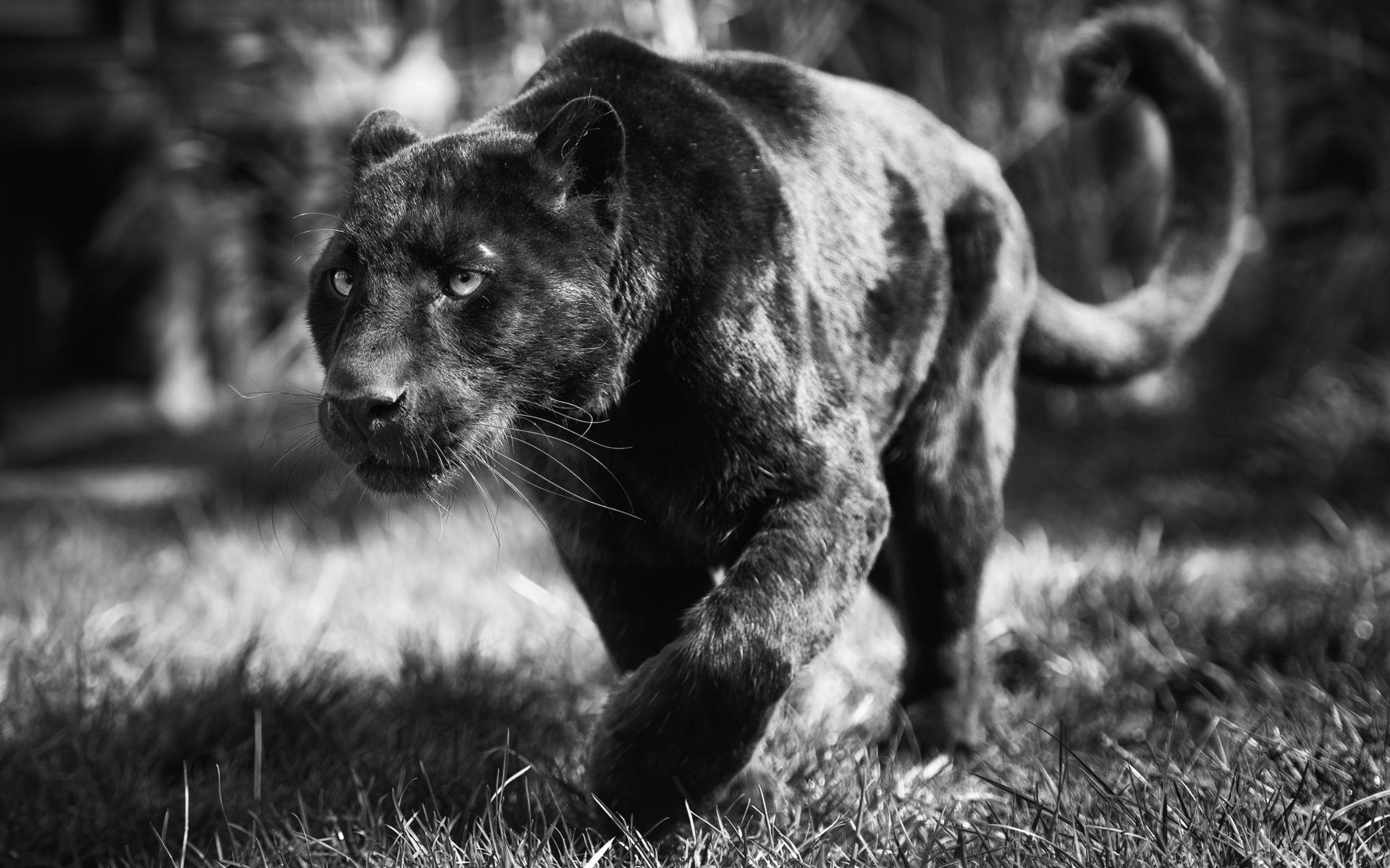Картинка Фотокартина - черная пантера 3