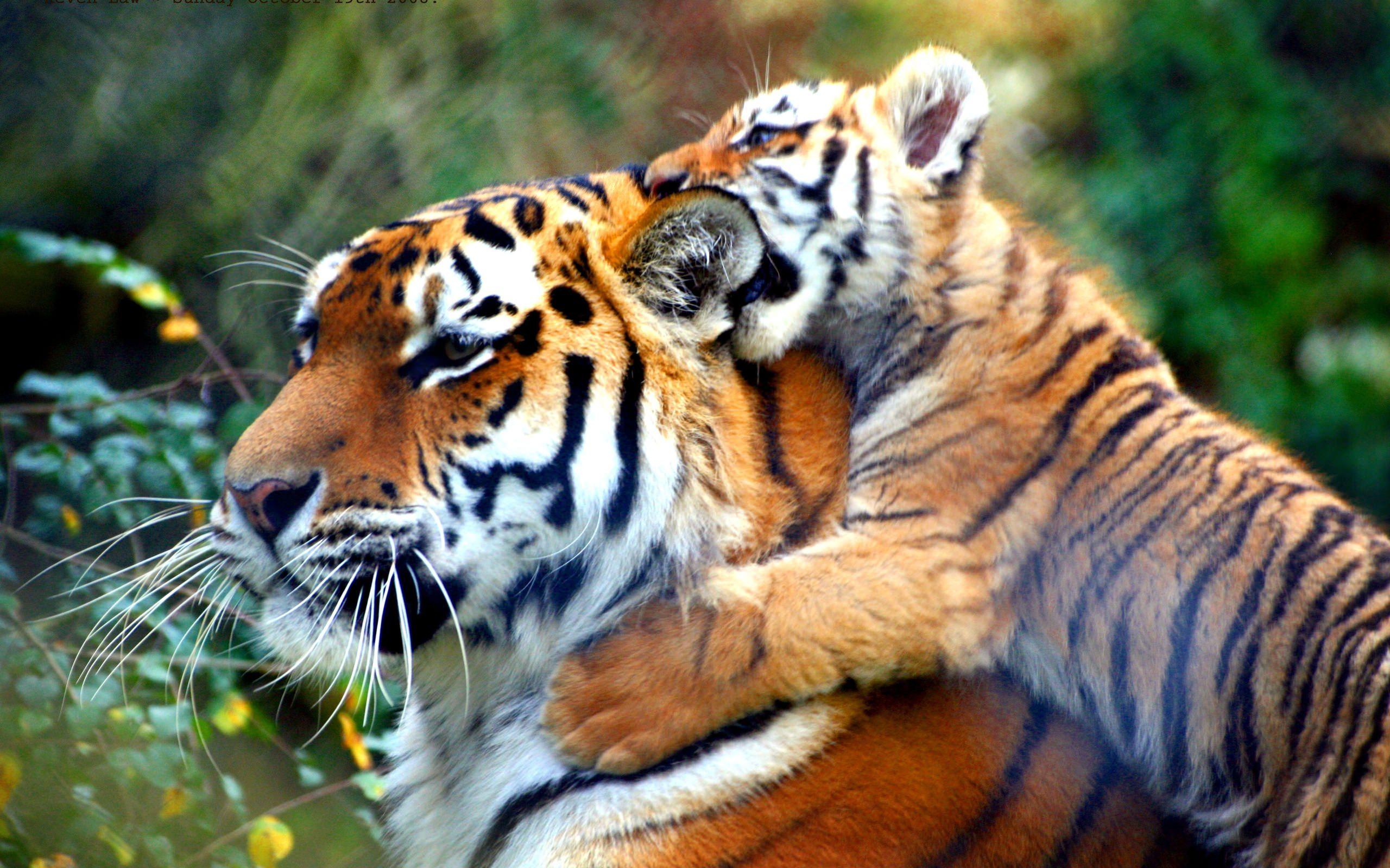 Картинка Фотокартина - мама тигр и детеныш тигренок  3