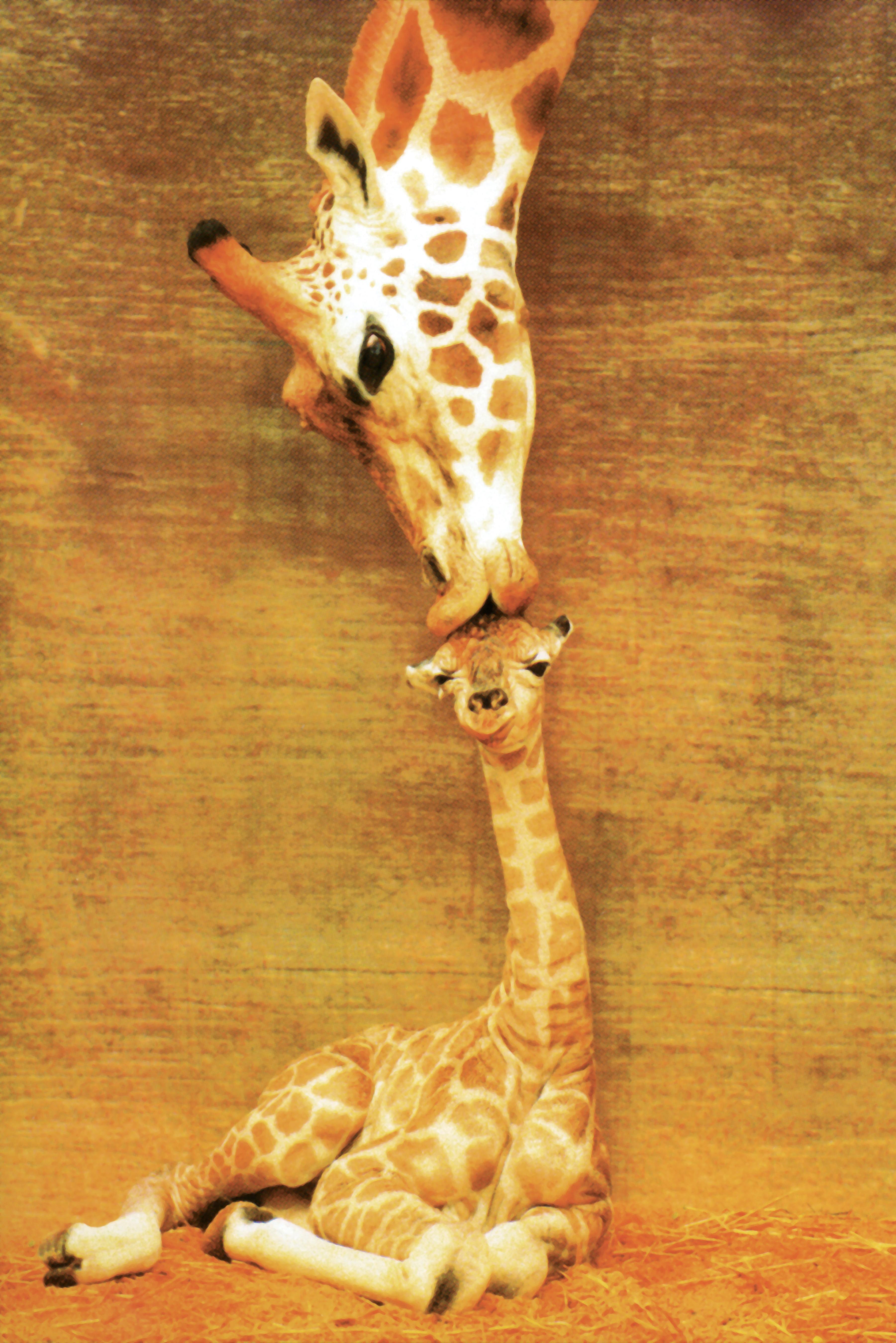 Bild Foto - Giraffe und sein Junges 3