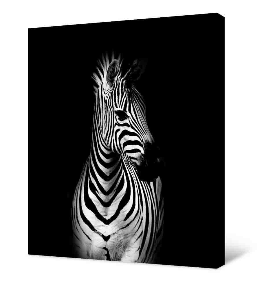 Картинка Фотокартина - зебра на черном фоне