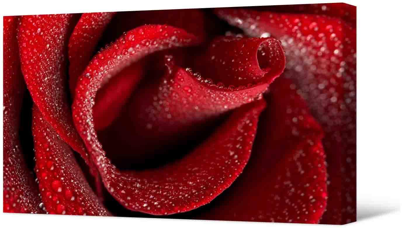Obrazek Zdjęcie - piękna czerwona róża
