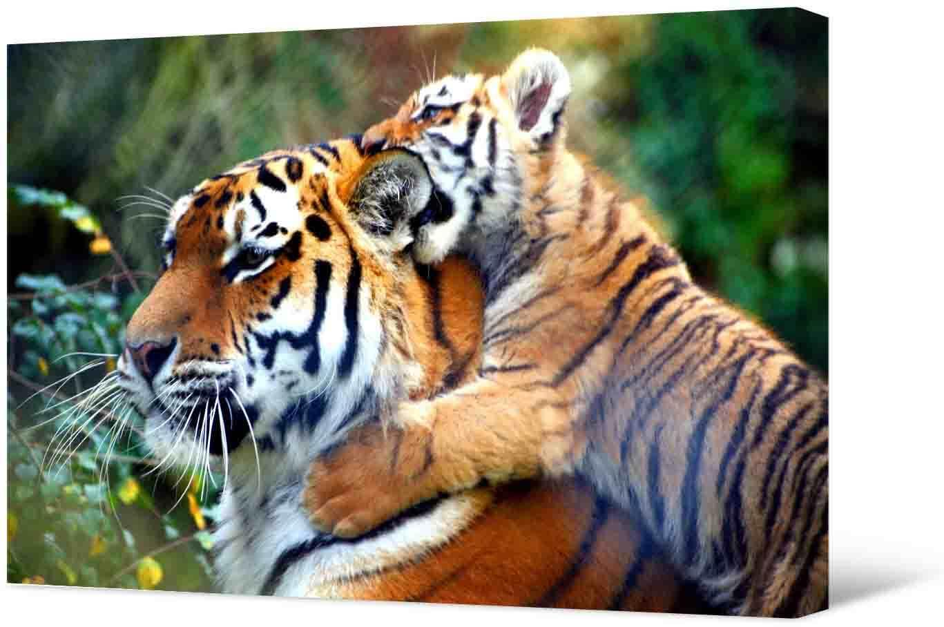 Paveikslėlis Nuotraukoje - motina tigras ir tigro jauniklis