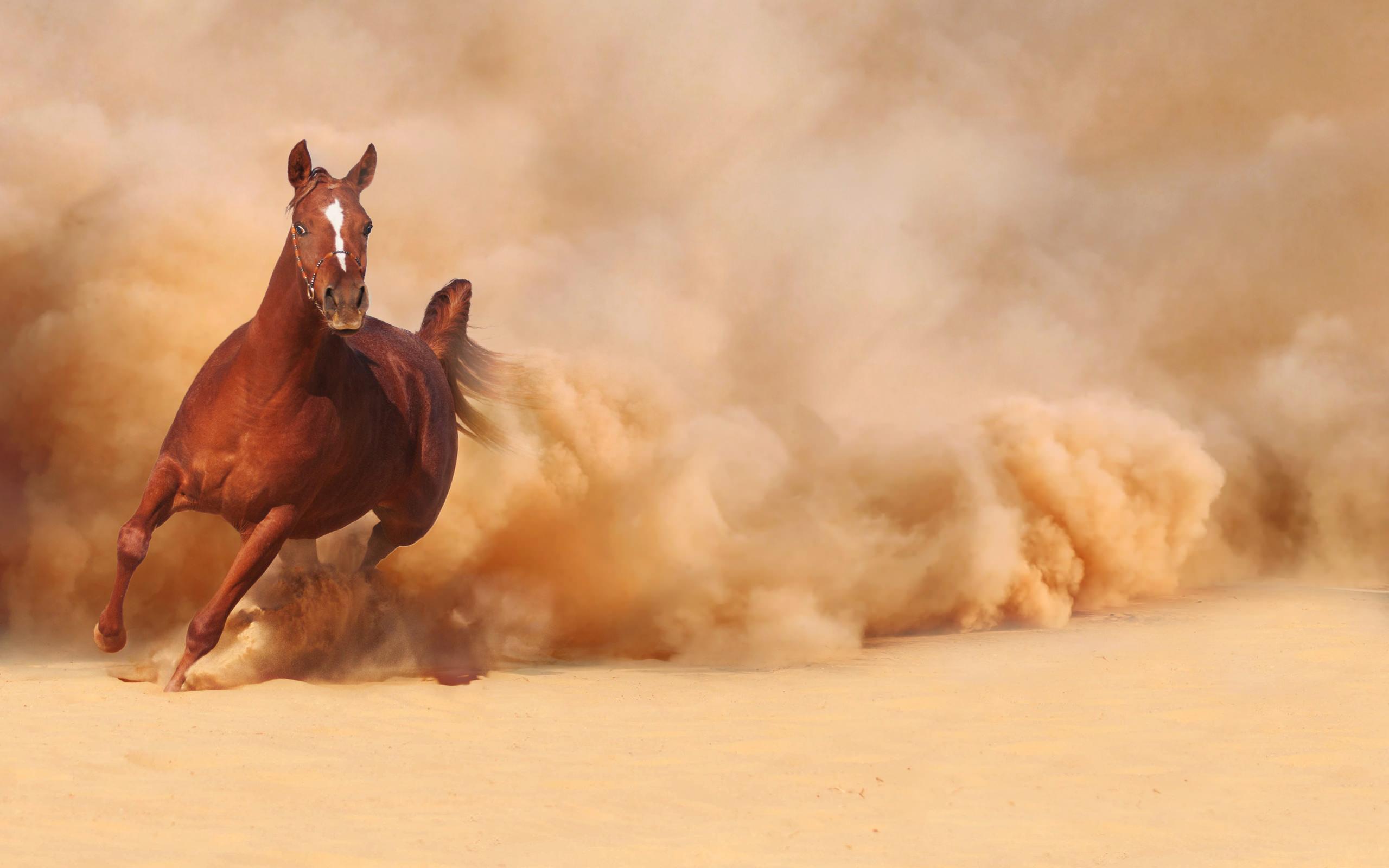 Картинка Фотокартина - красивая лошадь несется 3