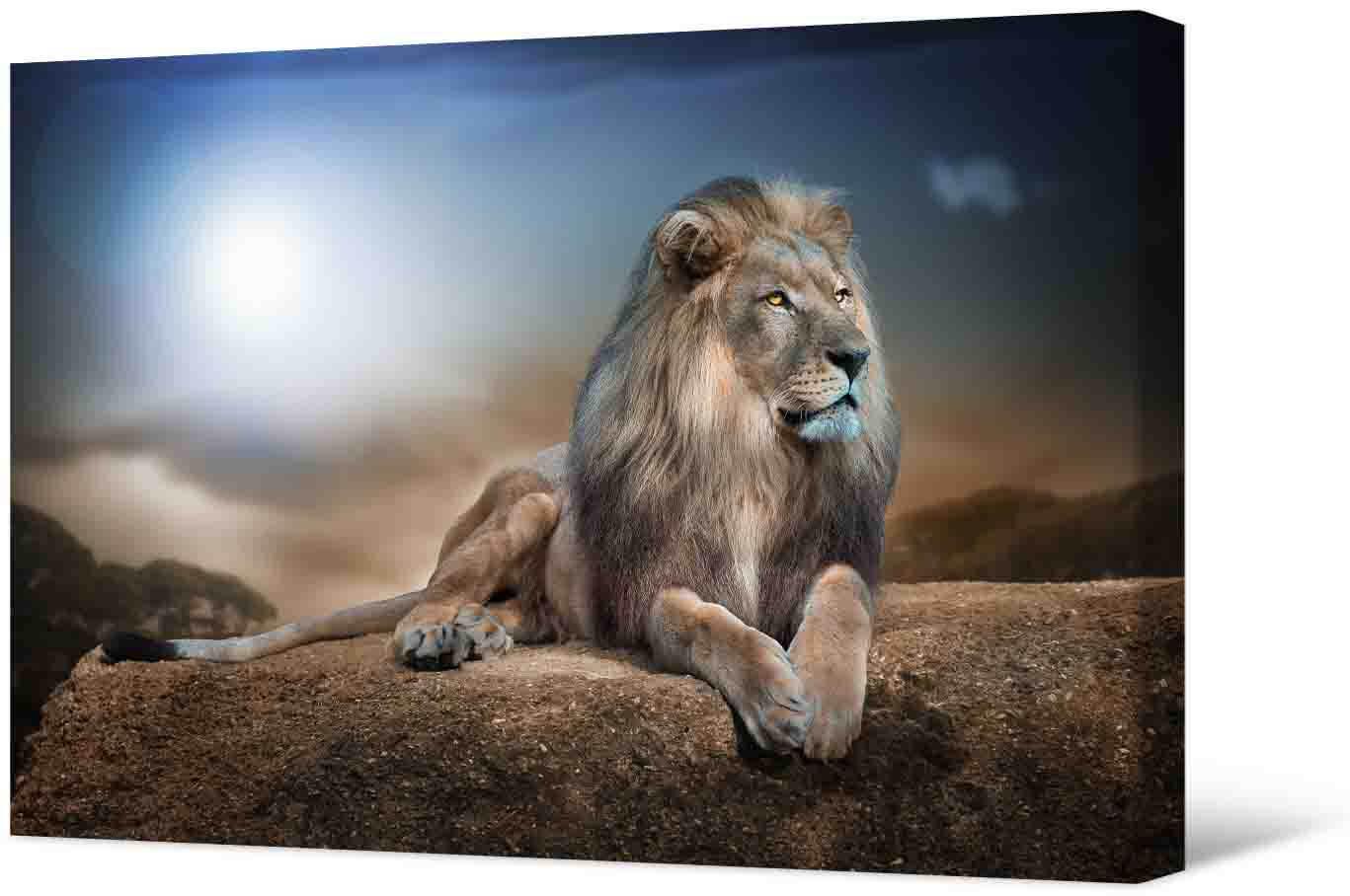Bilde Fotoattēla - karalis lauva