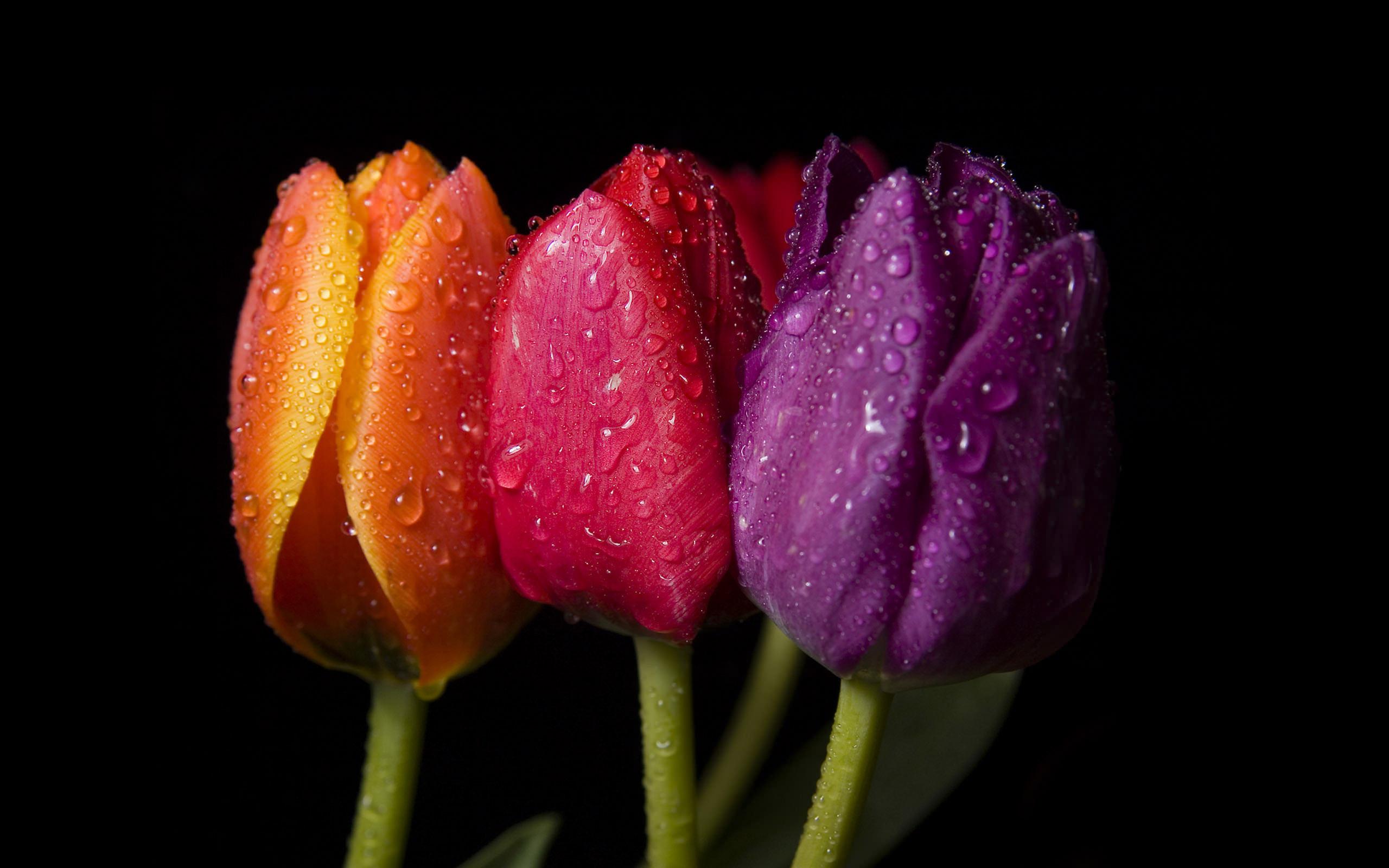 Pilt Foto ƒe nɔnɔmetata - tulips dzeaniwo 3