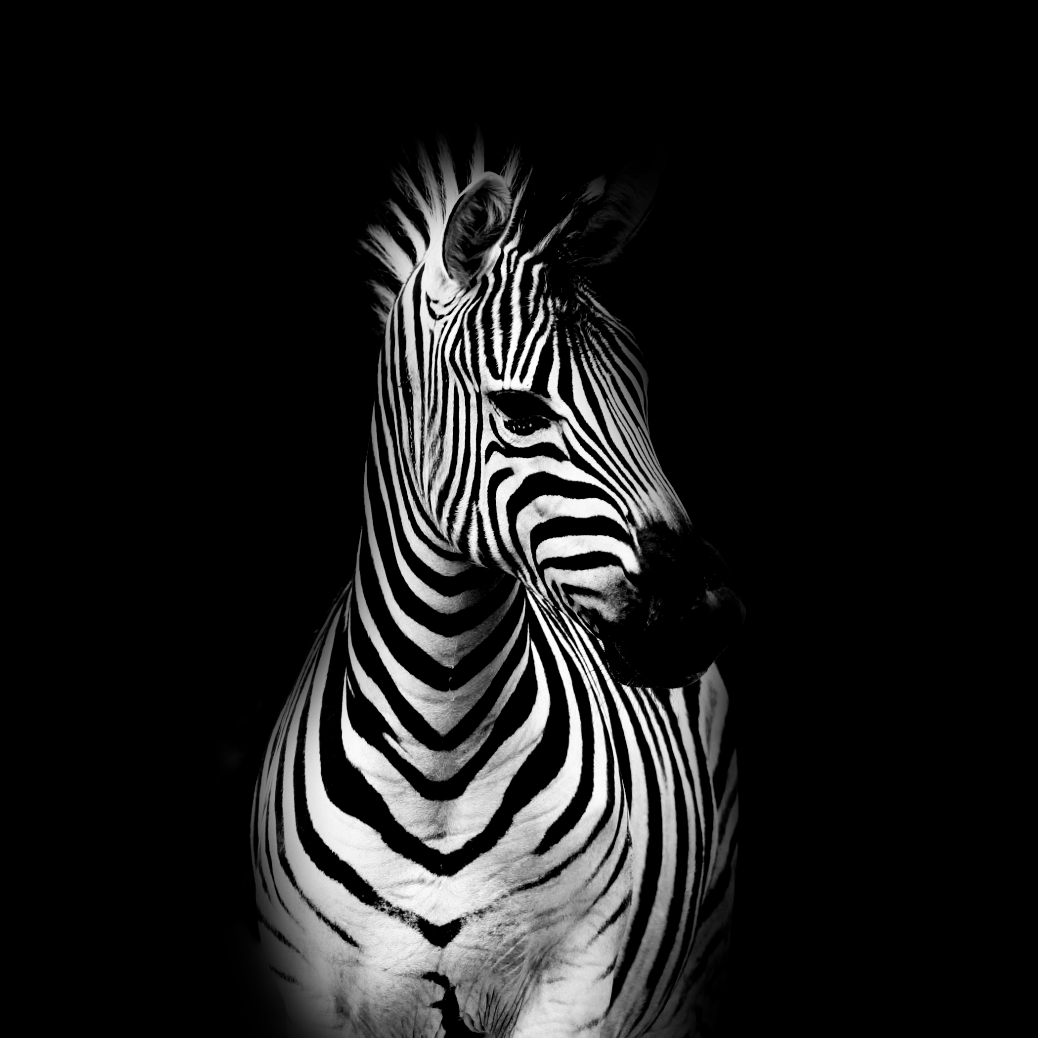 Bild Fotobild - Zebra auf schwarzem Hintergrund 3