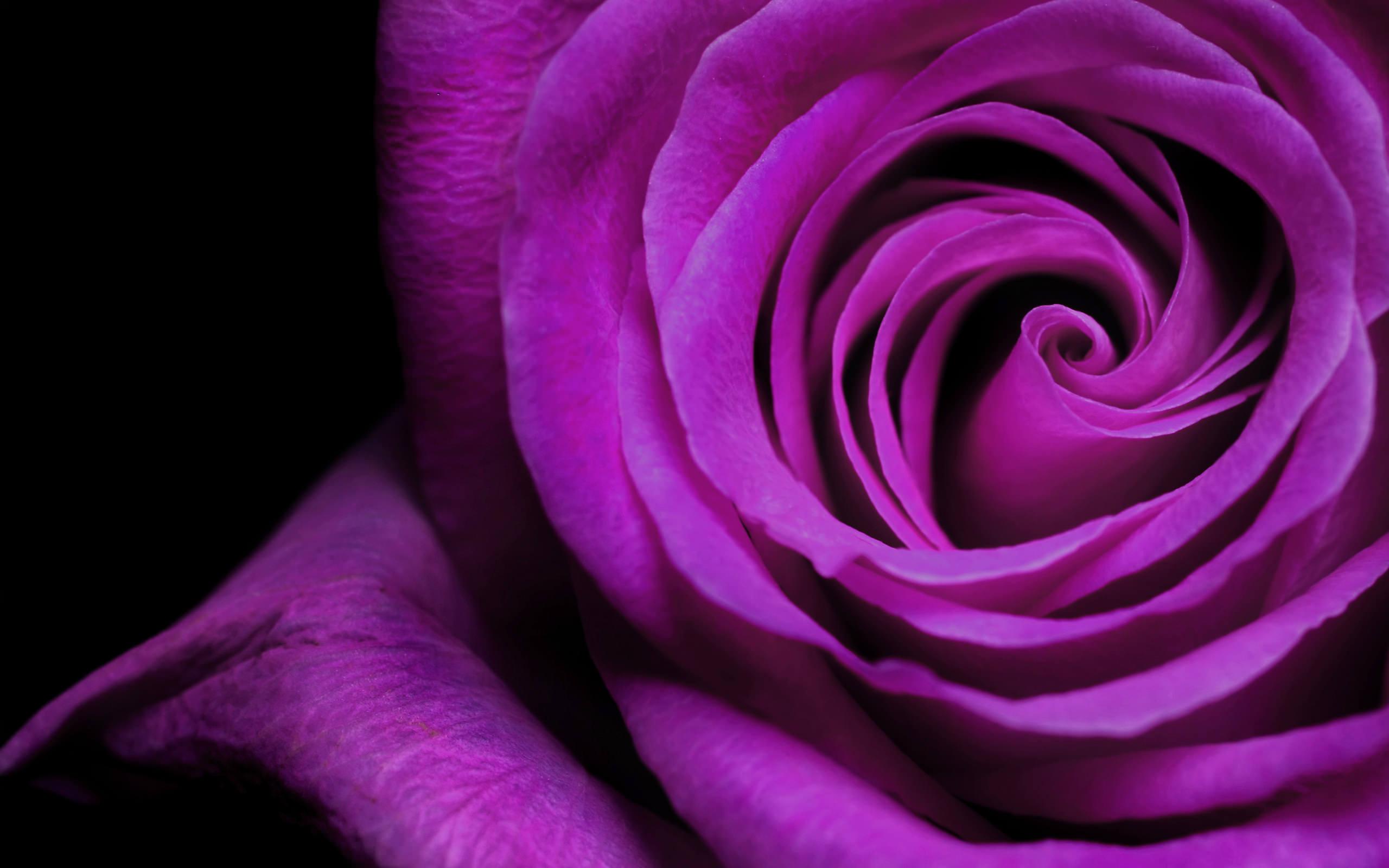 Bilde Fotoattēla - skaista rozā roze 3