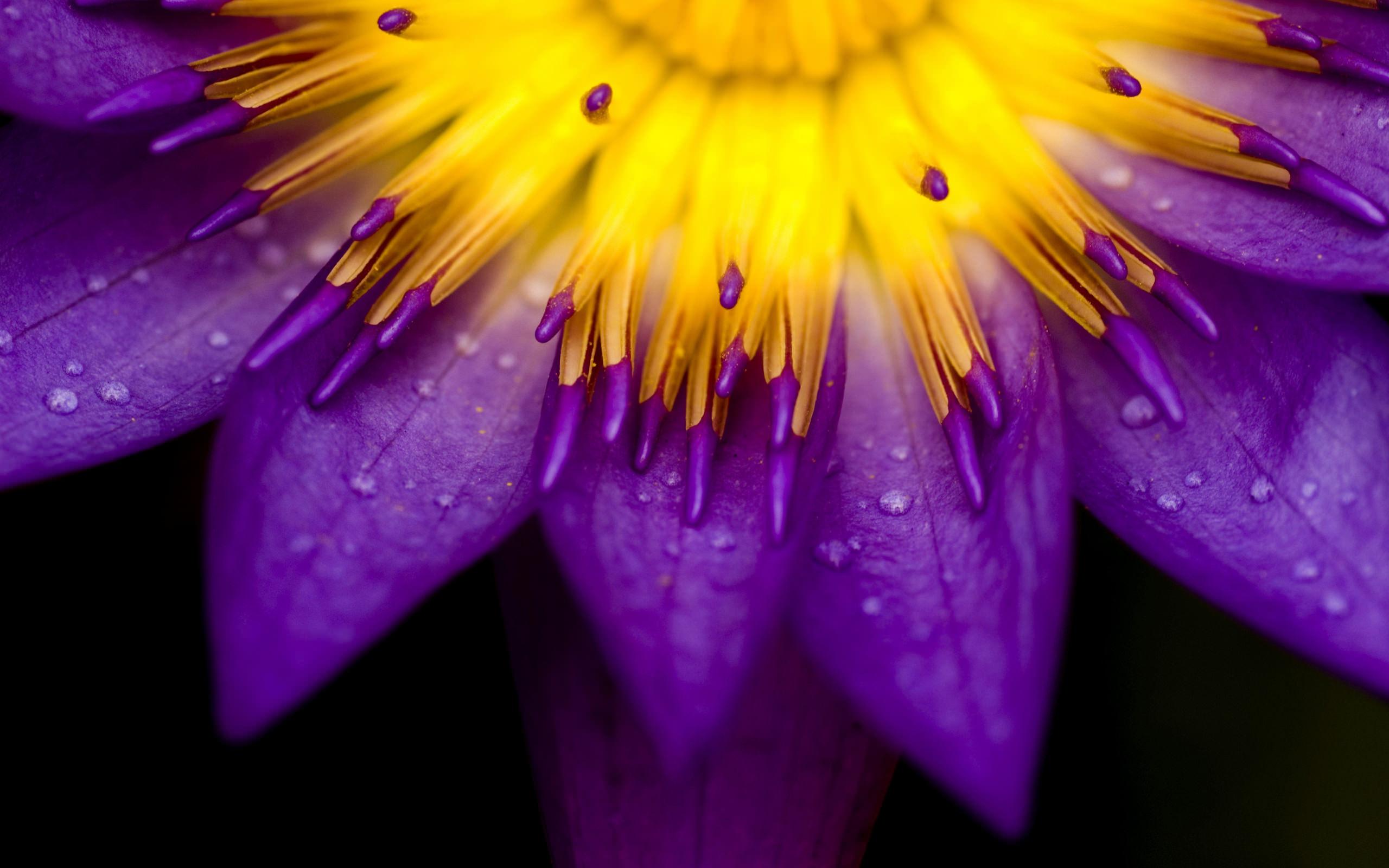 Obrazek Zdjęcie - fioletowy kwiat 3