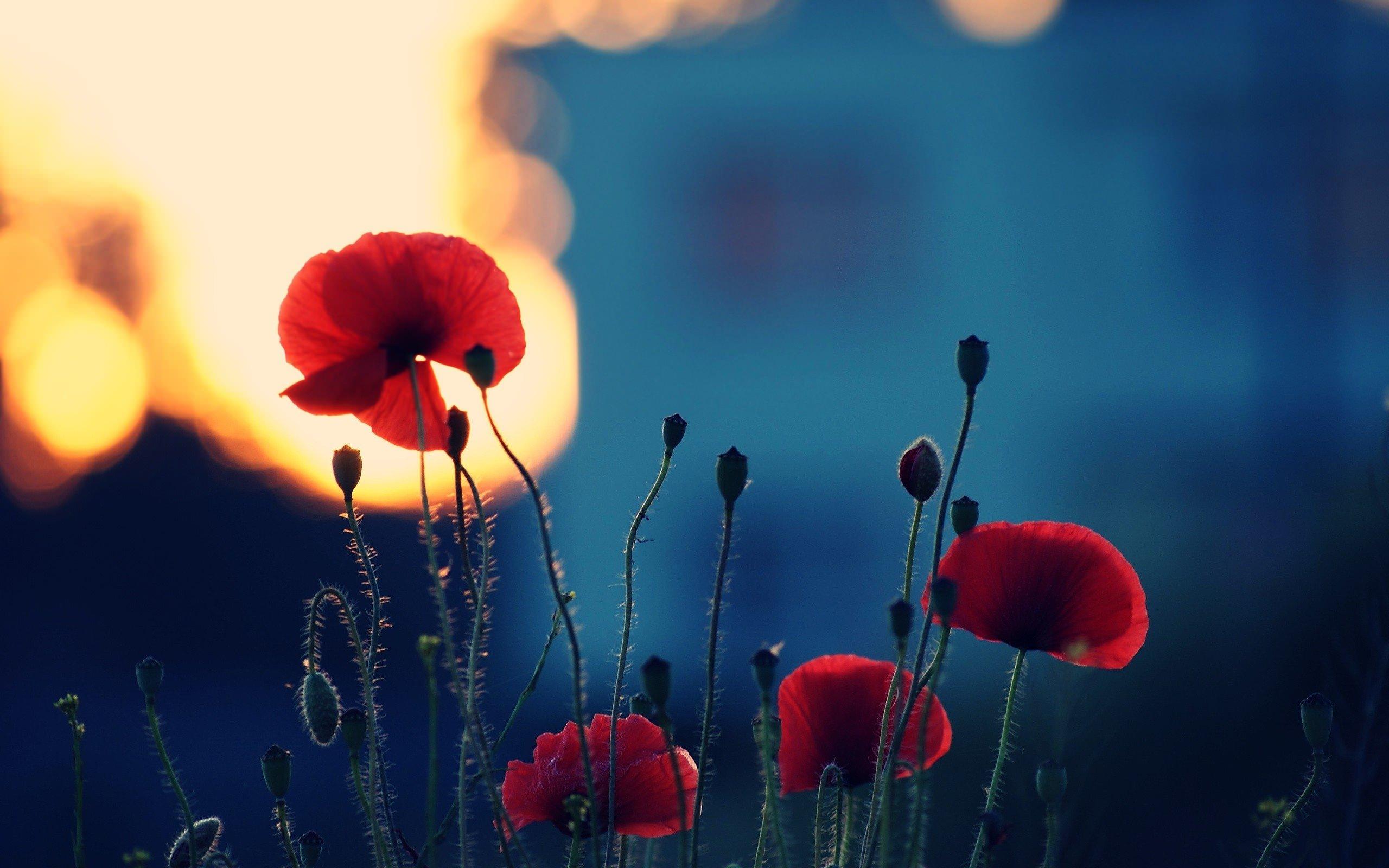 Picture Photo picture - red poppies 3