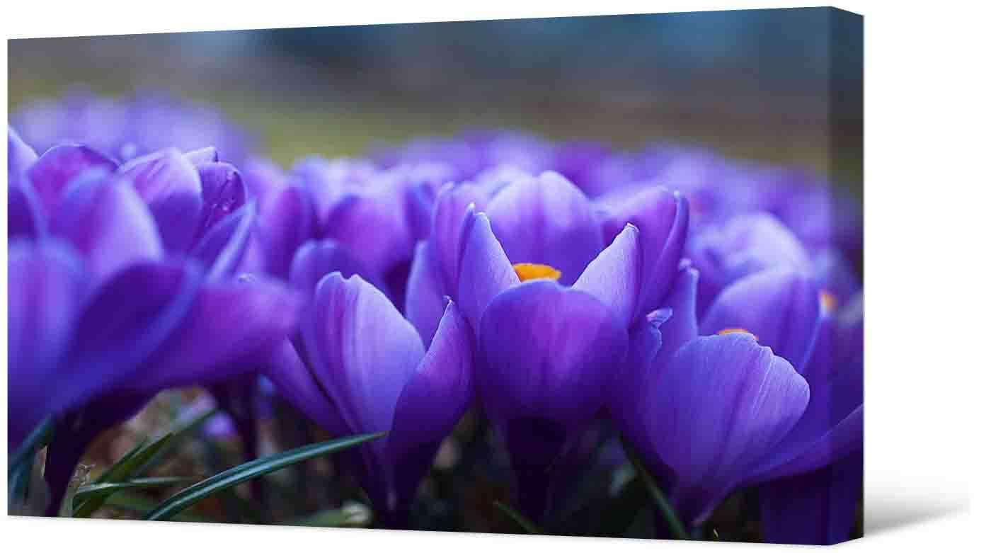 Paveikslėlis Nuotraukoje – violetinės gėlės