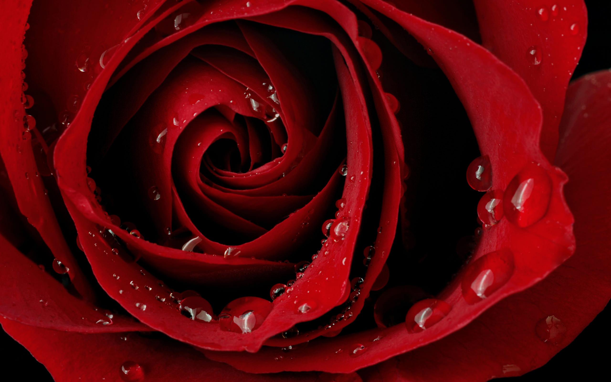 Картинка Фотокартина - красивая красная роза  3