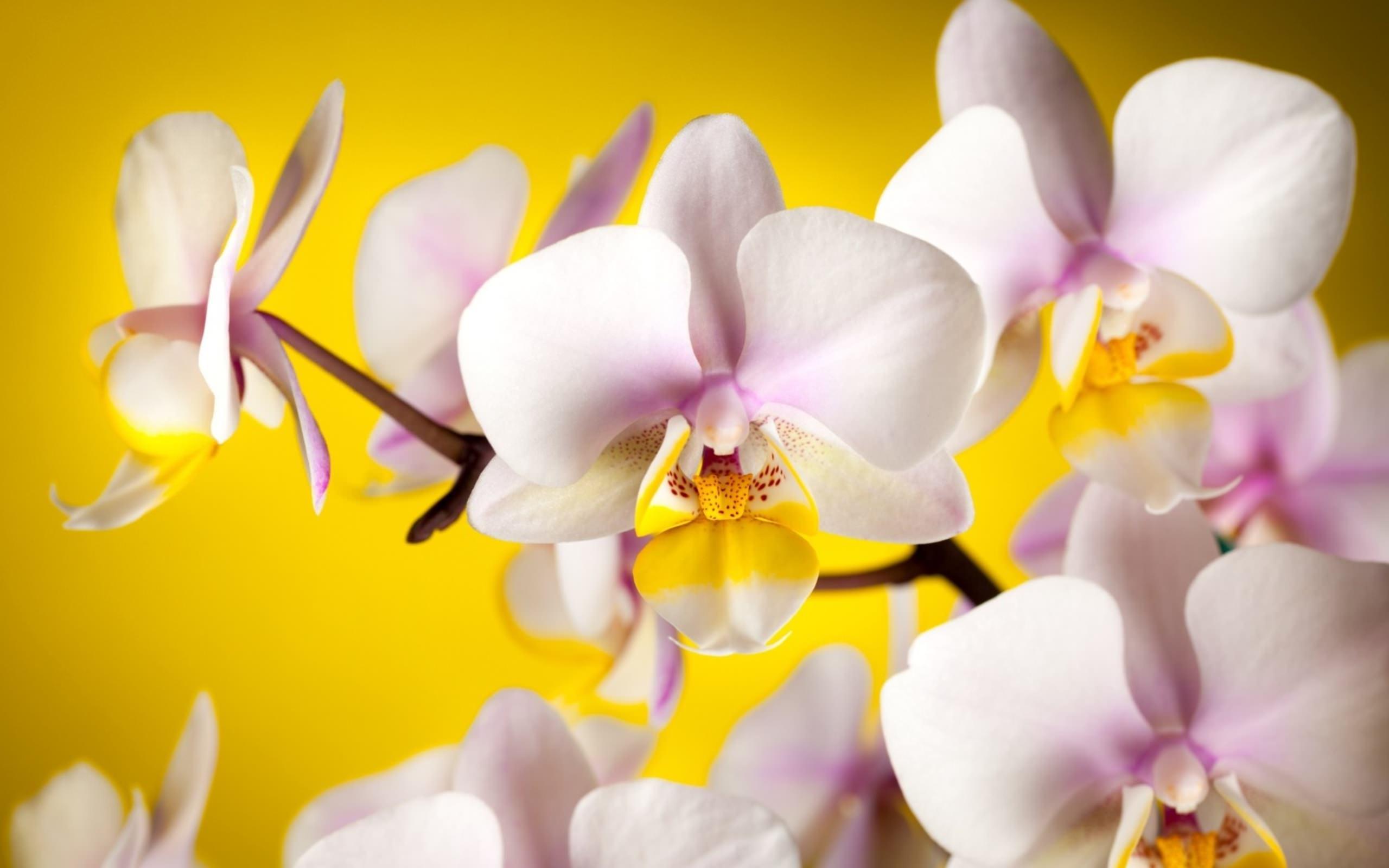 Obrazek Fotoobraz - piękne kwiaty na żółtym tle 3