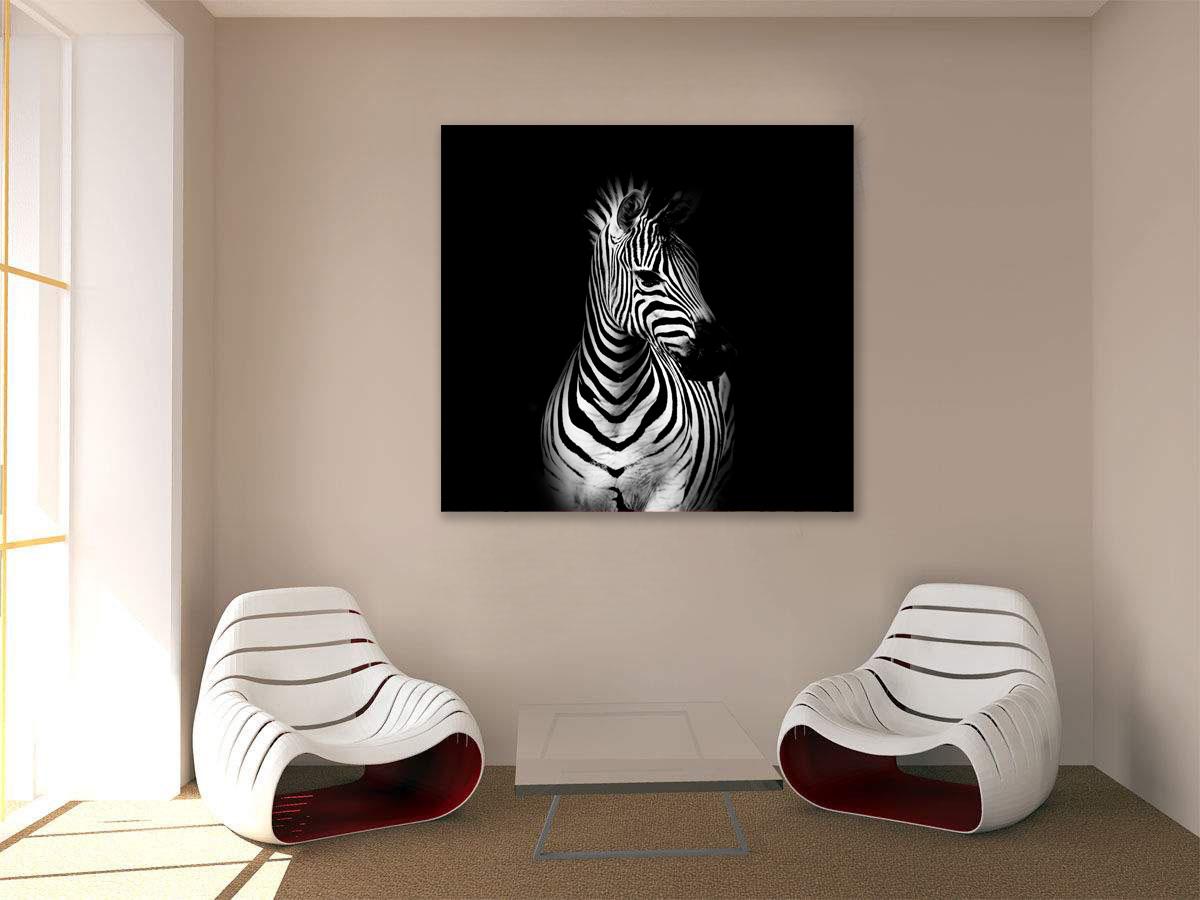 Nuotrauka - zebras juodame fone