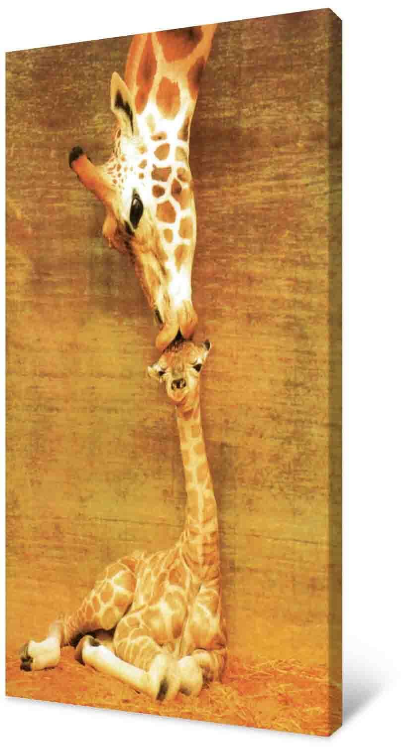 Paveikslėlis Nuotraukoje – žirafa ir jo jauniklis