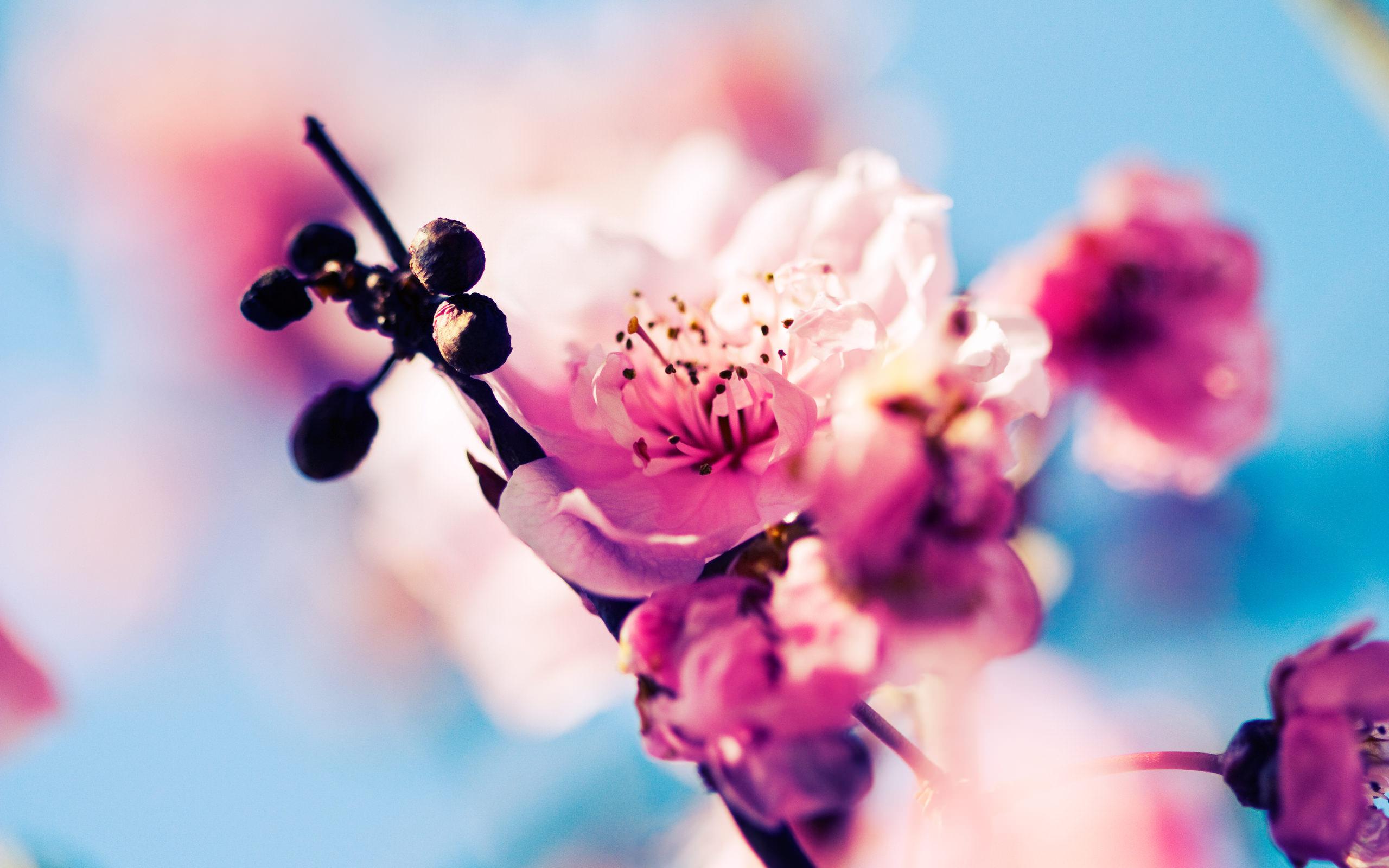 Bilde Fotoattēlā - skaisti ziedi uz koka zara 3