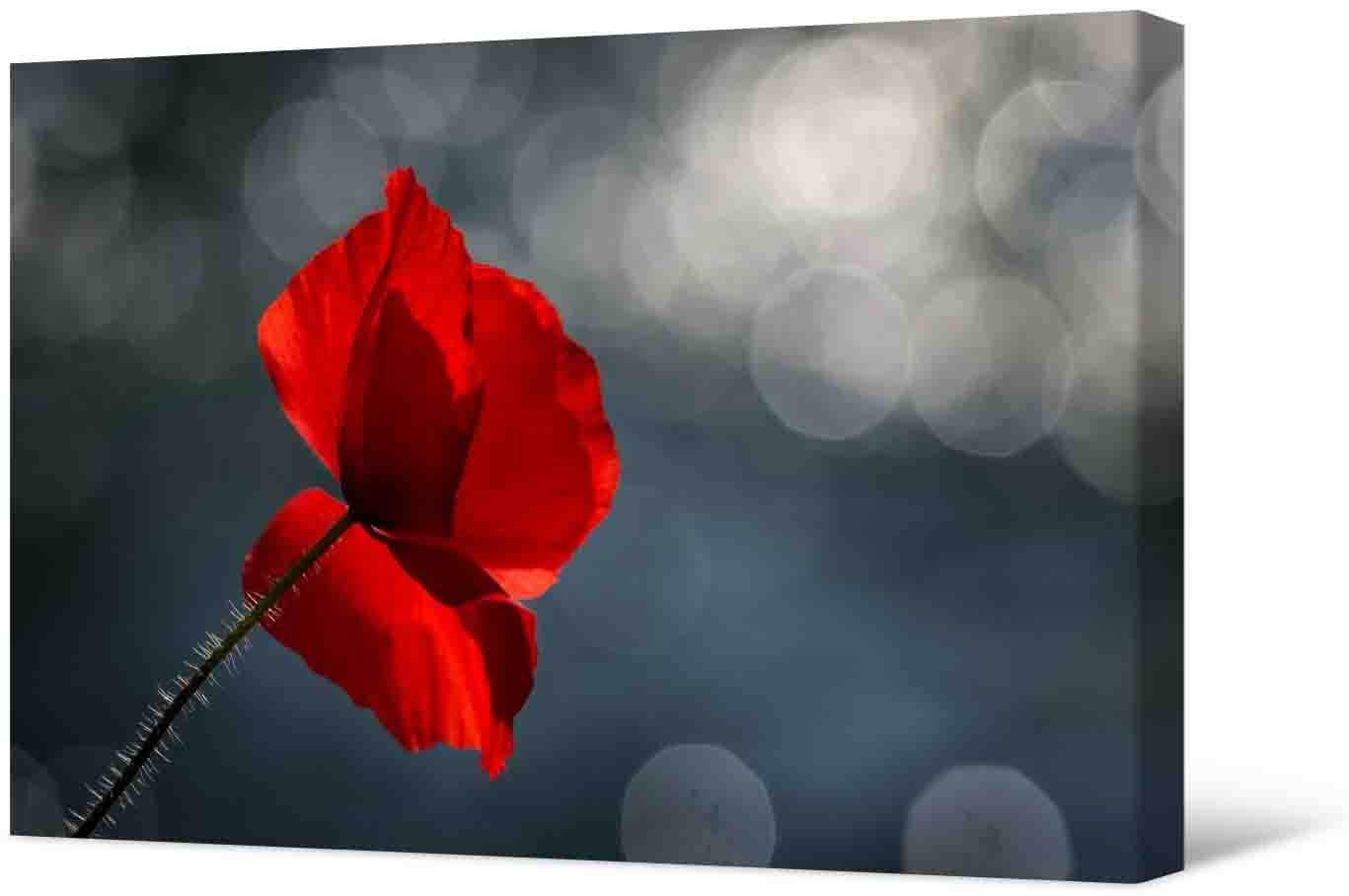 Bild Bildbild - schöne rote Mohnblume