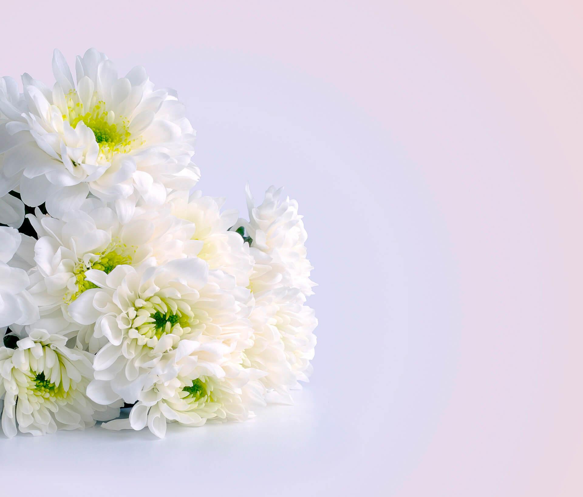 Bild Weiße Chrysanthemen 2
