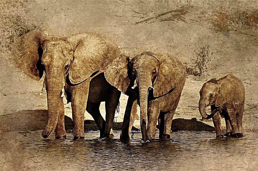 Obrazek Słonie 3