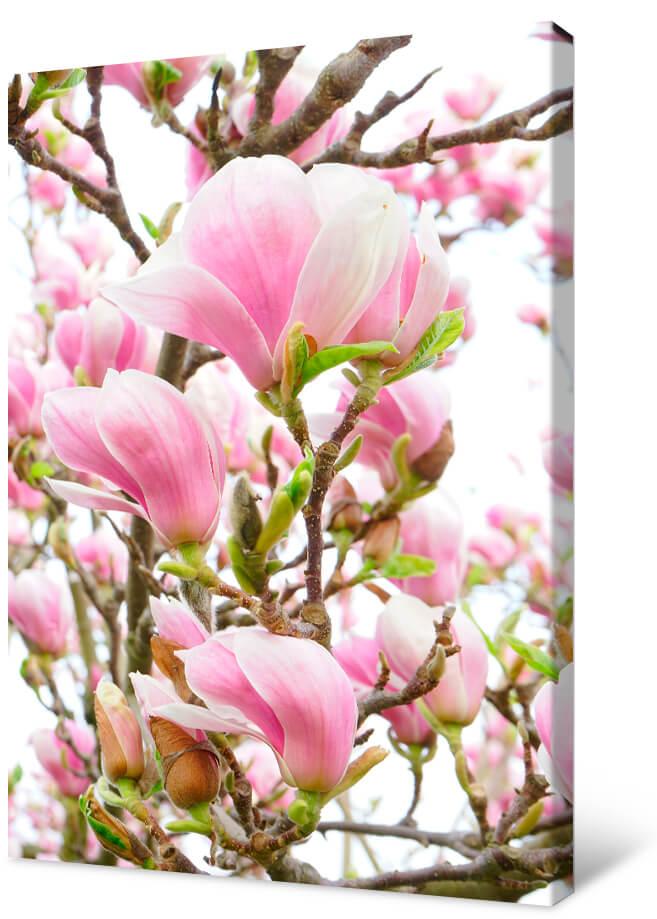 Obrazek Drzewo magnolii