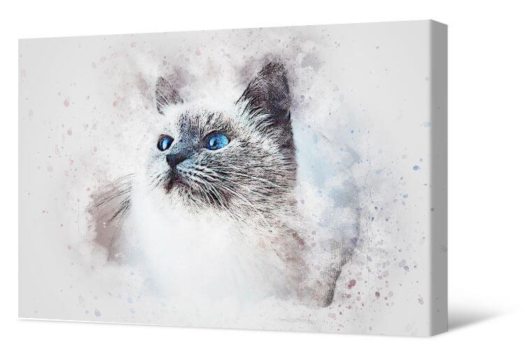 Картинка Голубоглазый кот