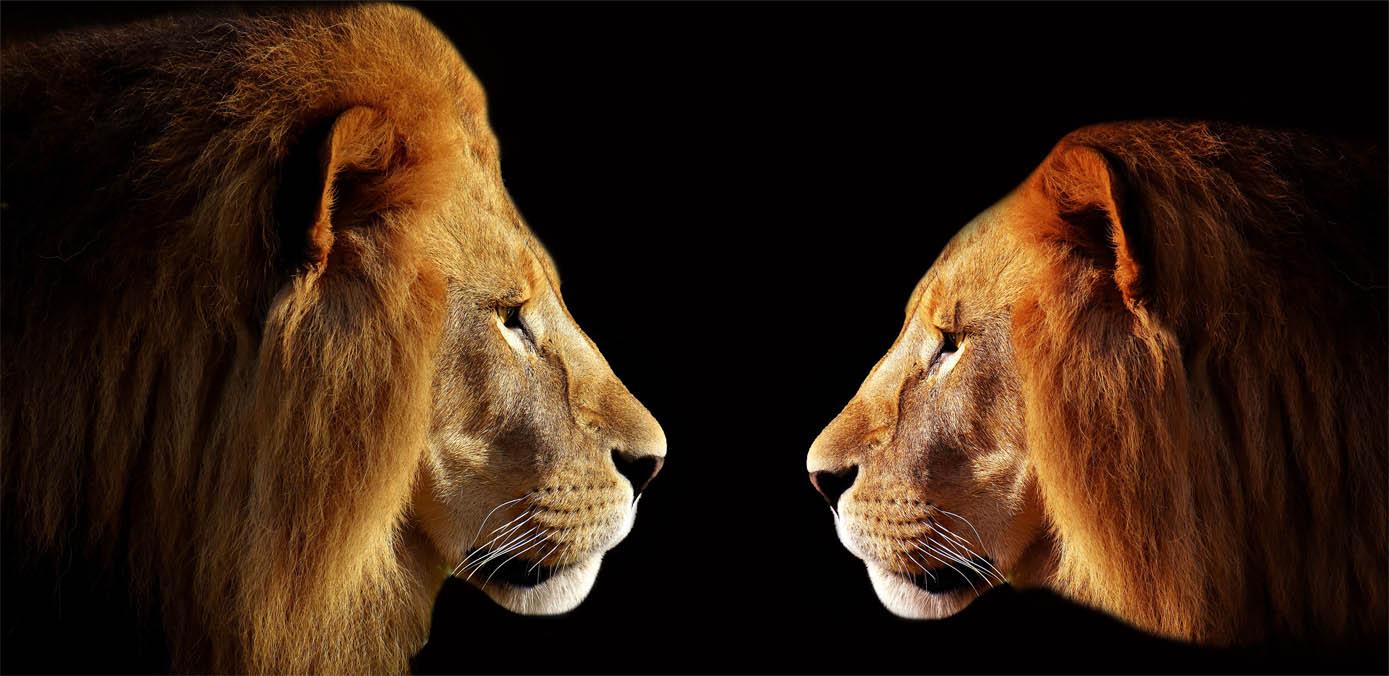 Bild Zwei Löwen 3