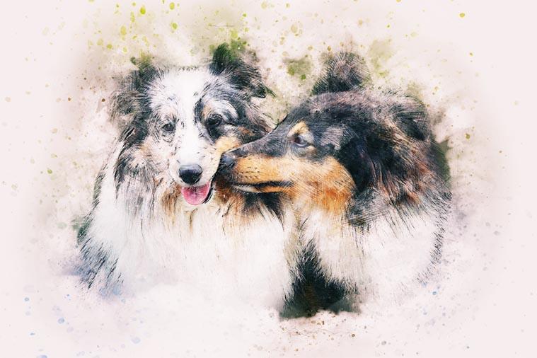 Bild Zwei süße Hunde 3