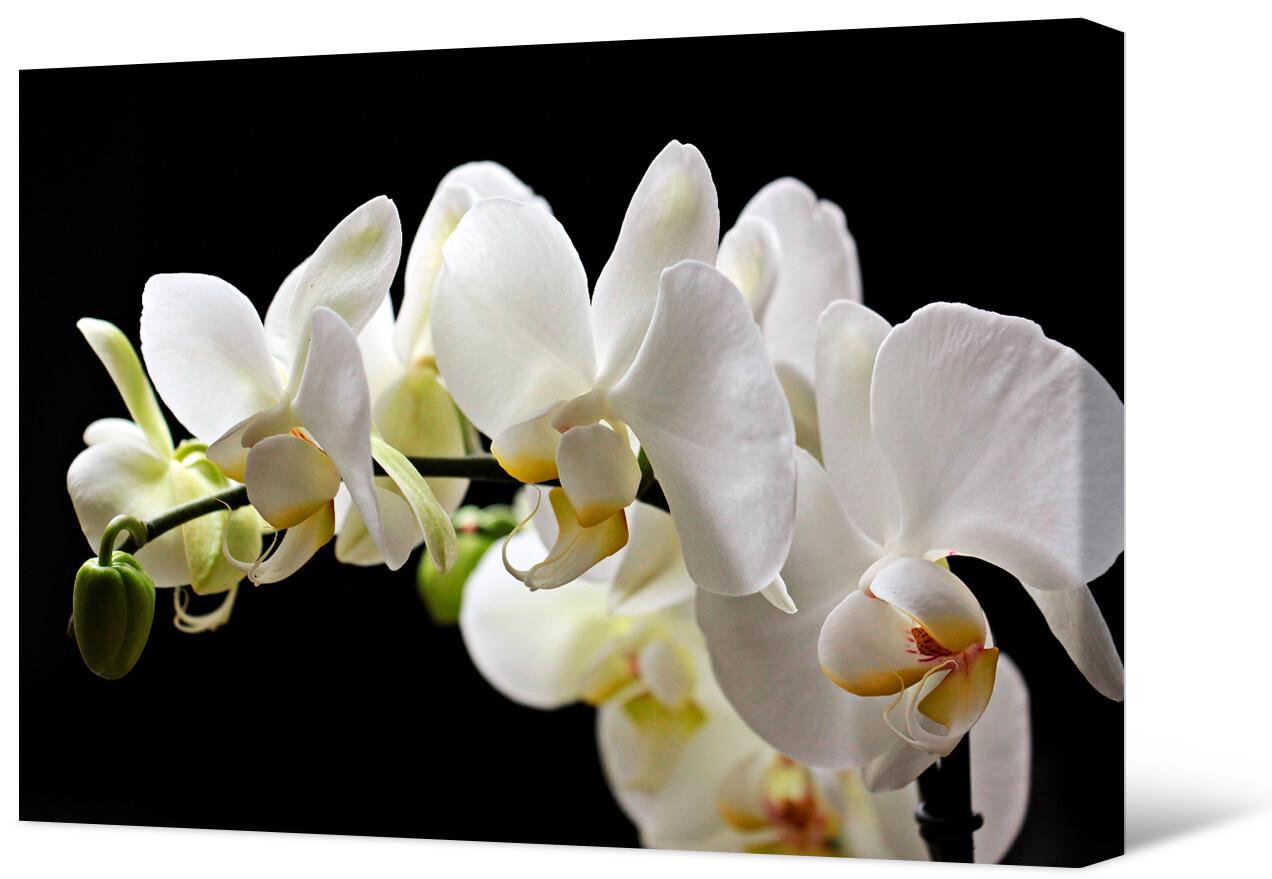 Obrazek Biała orchidea na czarnym tle