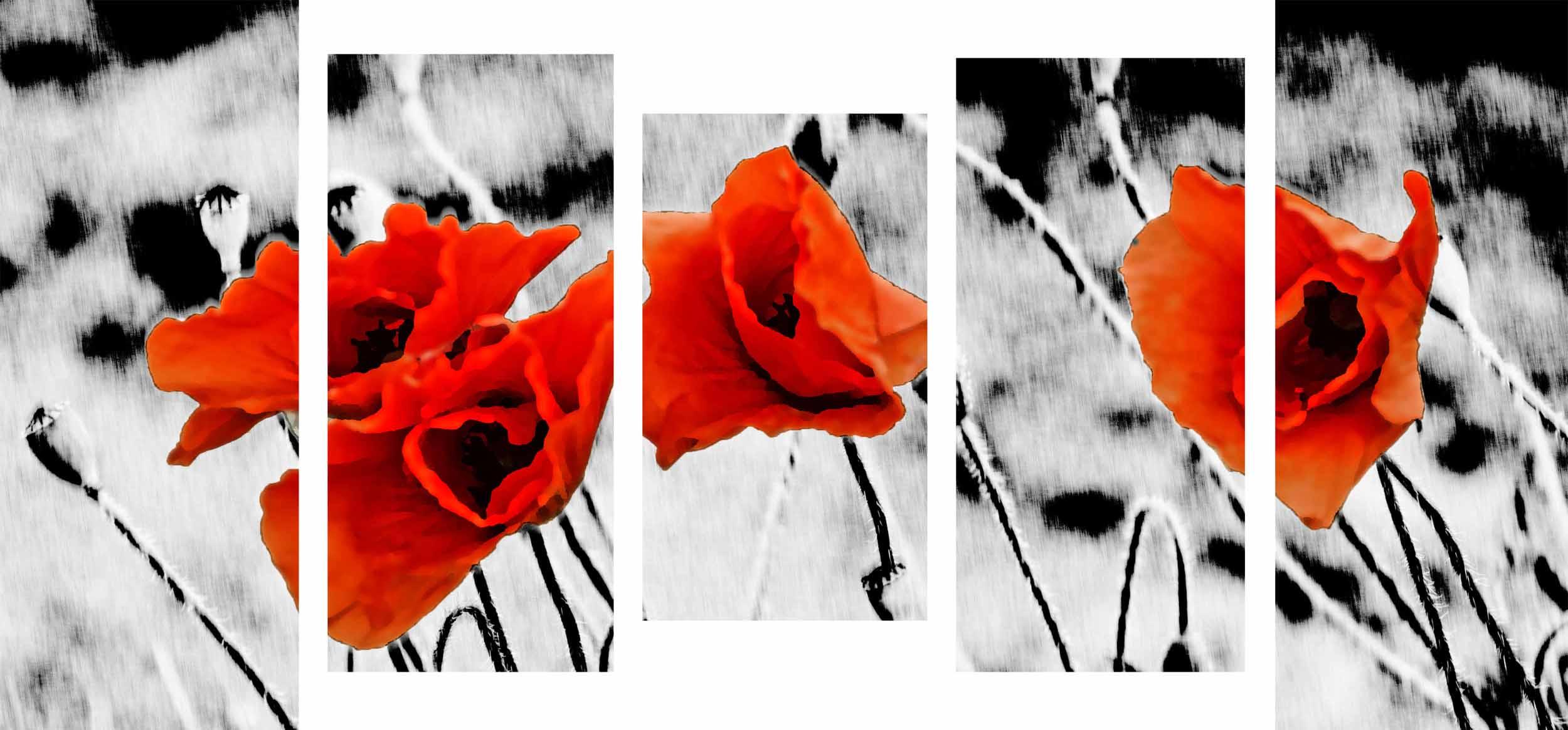 Bild Modulares Bild - Mohnblumen auf weißem Hintergrund 3
