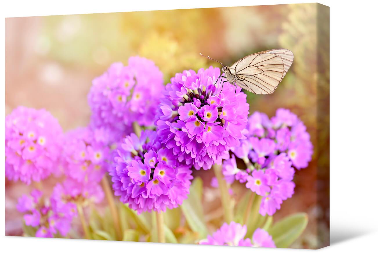 Bild Blumen und Schmetterling