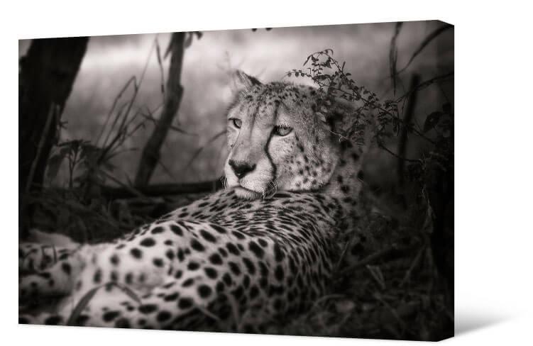 Bild Leoparden schwarz und weiß