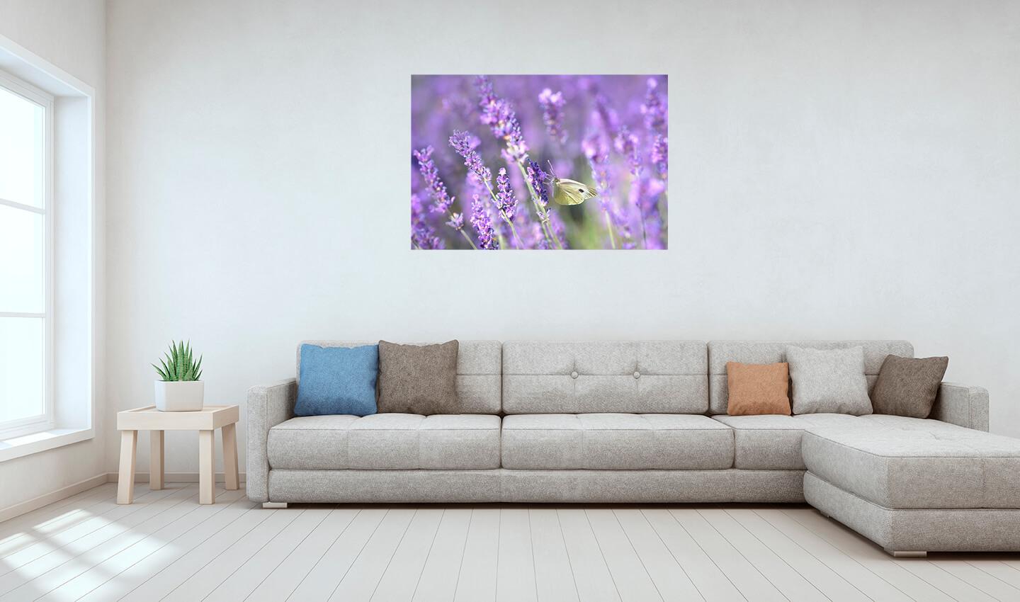 Bild Lavendel und Schmetterling 3
