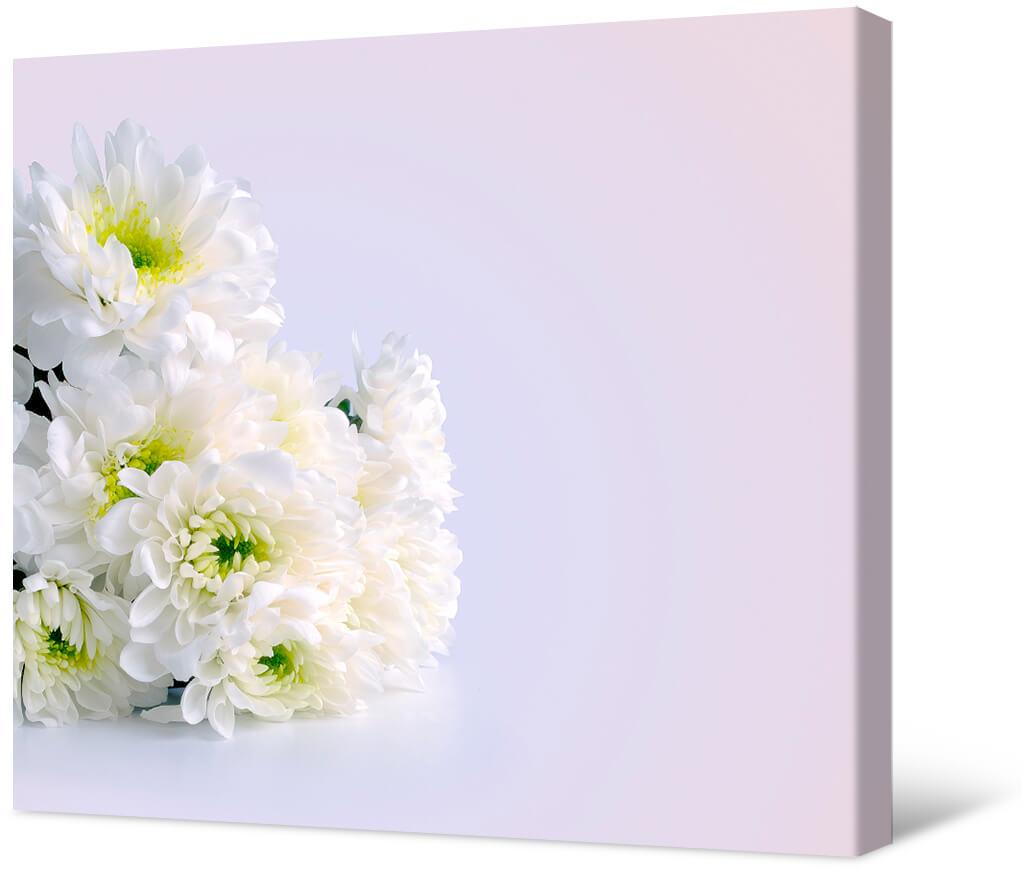 Bild Weiße Chrysanthemen