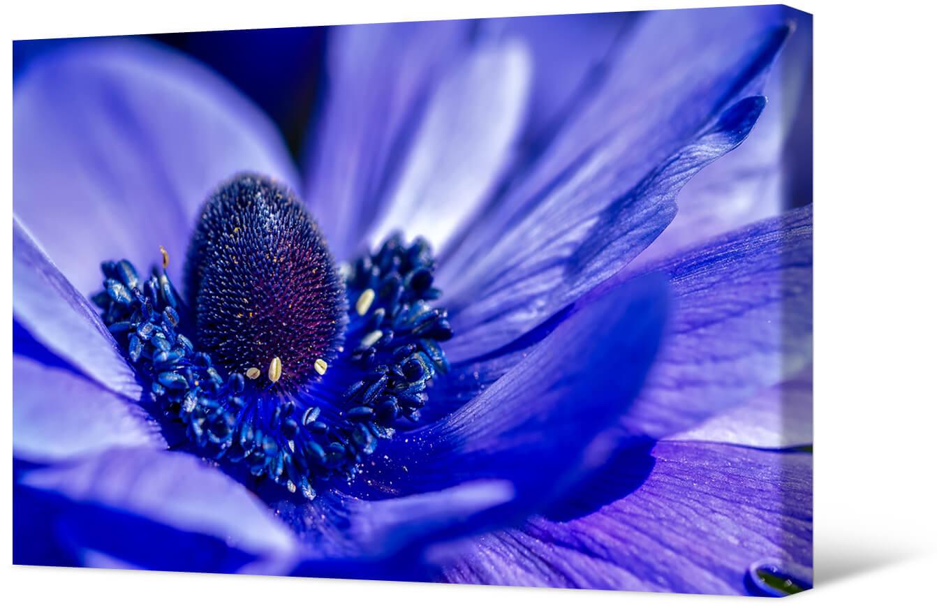 Picture Blue flower