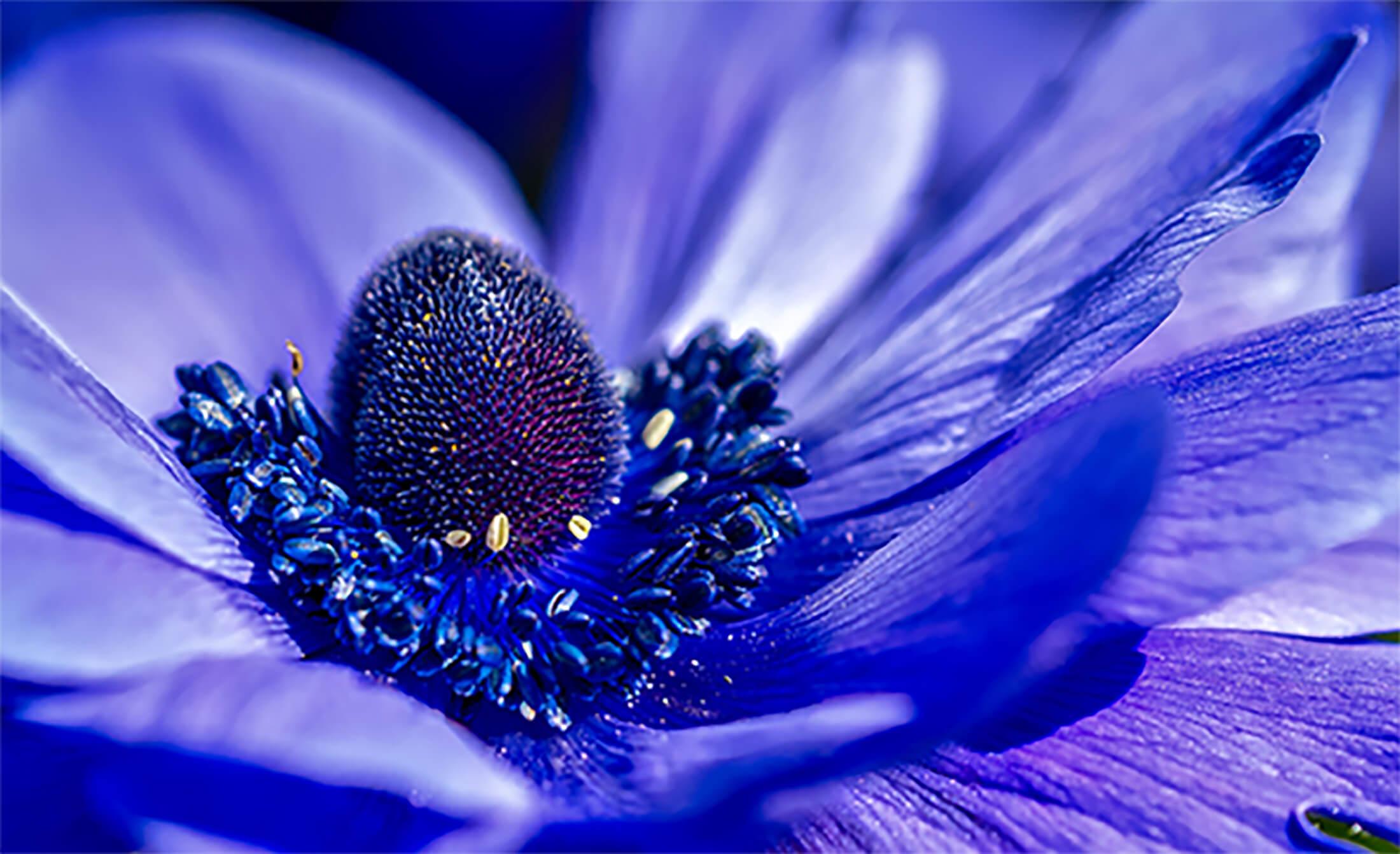 Picture Blue flower 2