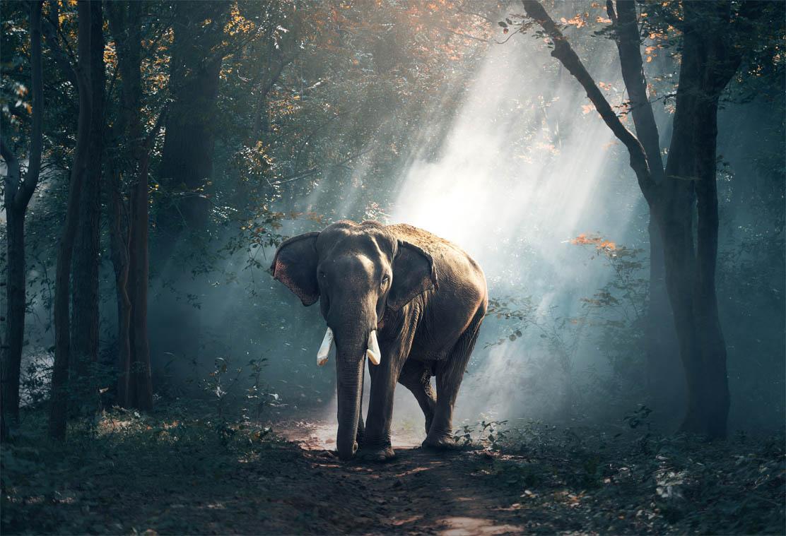 Bild Elefant 3