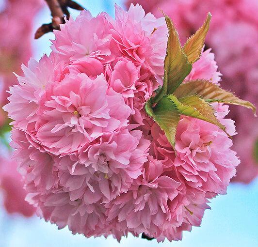 Obrazek Różowo kwitnące krzewy 2