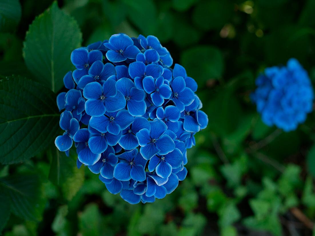 Mėlyna hortenzija