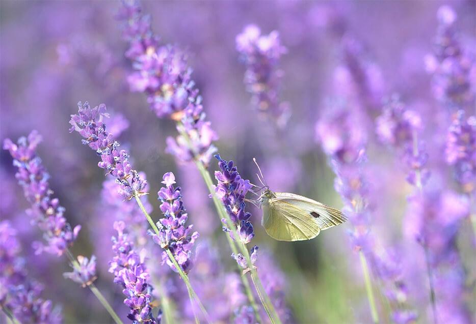 Bild Lavendel und Schmetterling 2