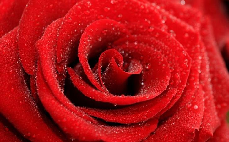 Obrazek Czerwona róża 3