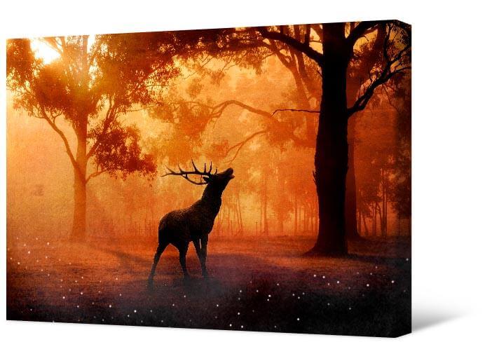 Picture Deer at sunset