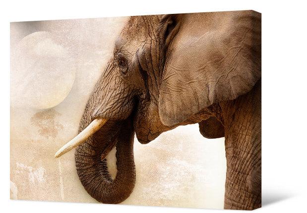 Picture Elephant