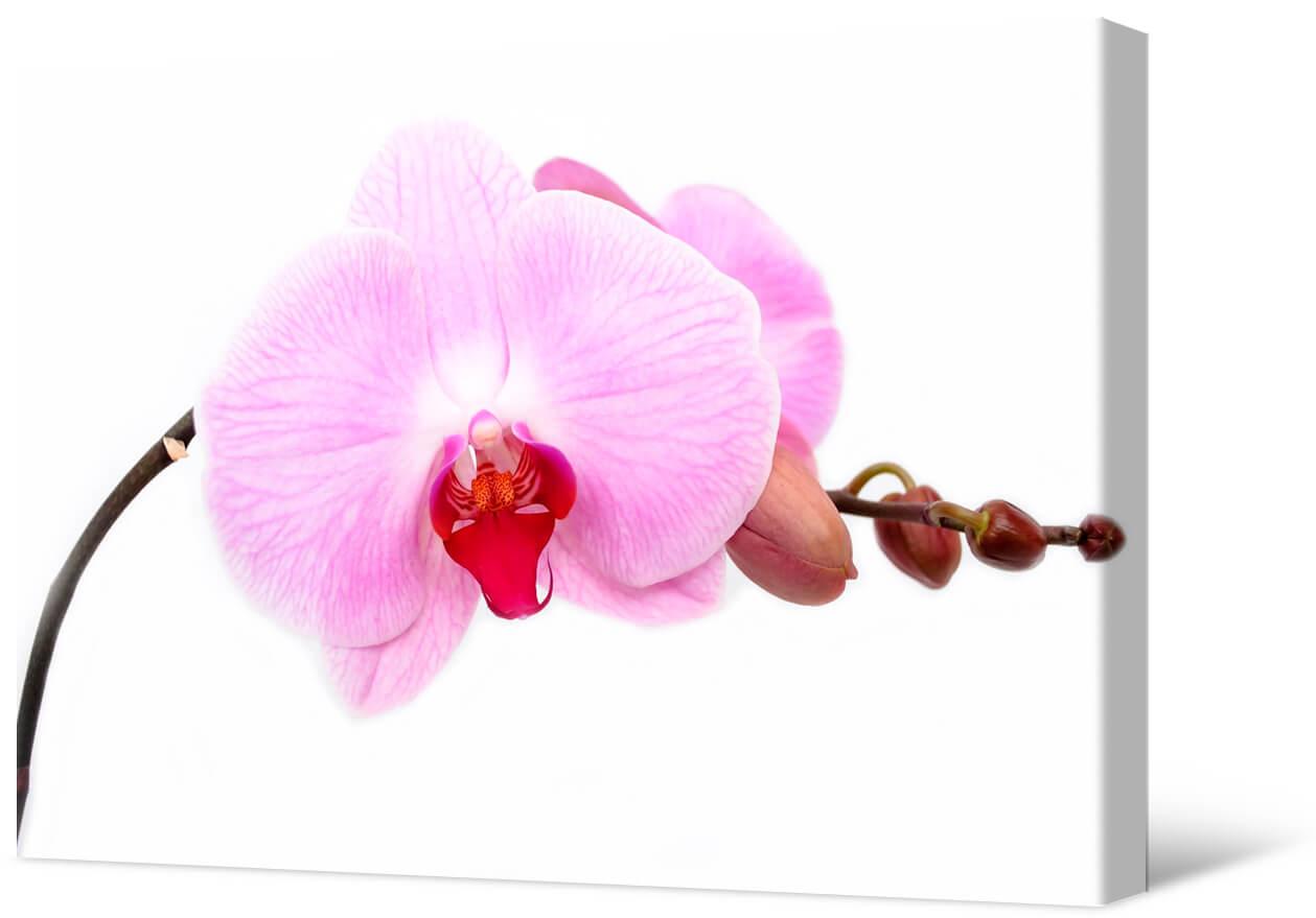 Bilde Rozā orhidejas zariņš