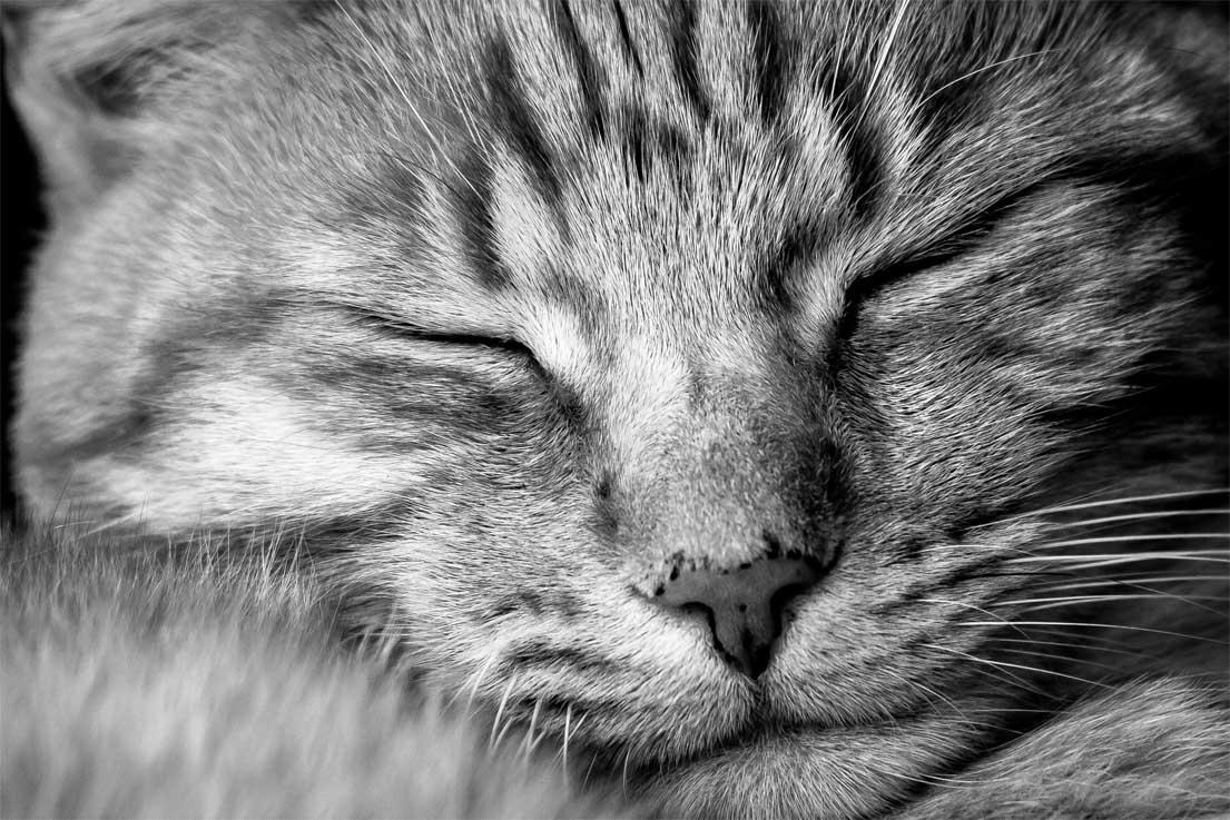 Obrazek Śpiący kot 3