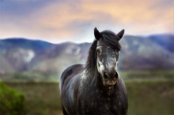 Картинка Черная лошадь 3