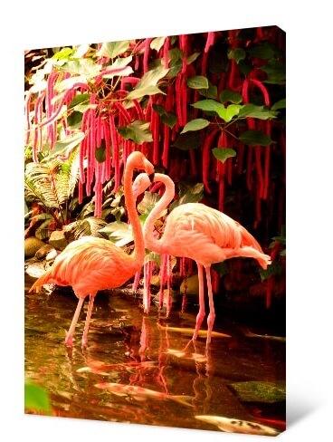 Bild Zwei Flamingos